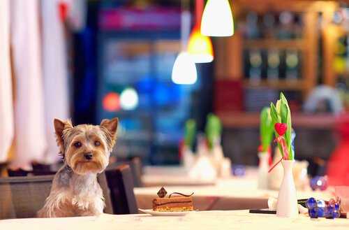 Köpeklerin Girebildiği Evcil Hayvan Dostu Restoranlar