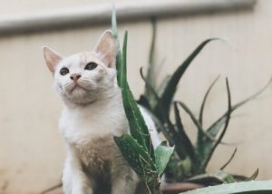 Evcil Hayvanlar İçin Aloe Vera Faydalı Mıdır?