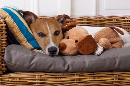 Evcil Hayvanınıza Sizden Hastalık Bulaşabileceğini Biliyor Muydunuz?