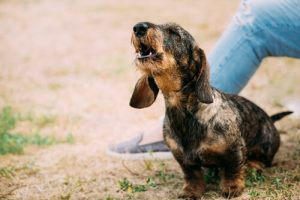 Farklı Köpek Havlamaları Ne Anlama Gelir?