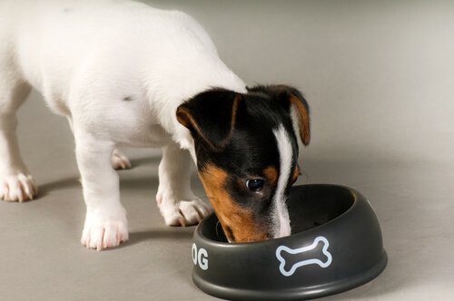 obur köpekler