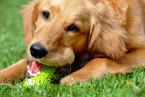 köpek oyuncakları