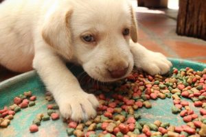 Köpeğiniz Çok Mu Fazla Yemek Yiyiyor? Bunu Önlemenin Yolları
