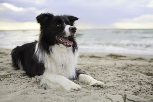 köpeğinizi çağırmak