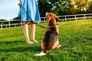 Köpeğinizi Çağırdığınızda Gelmesini Sağlayan 5 İpucu