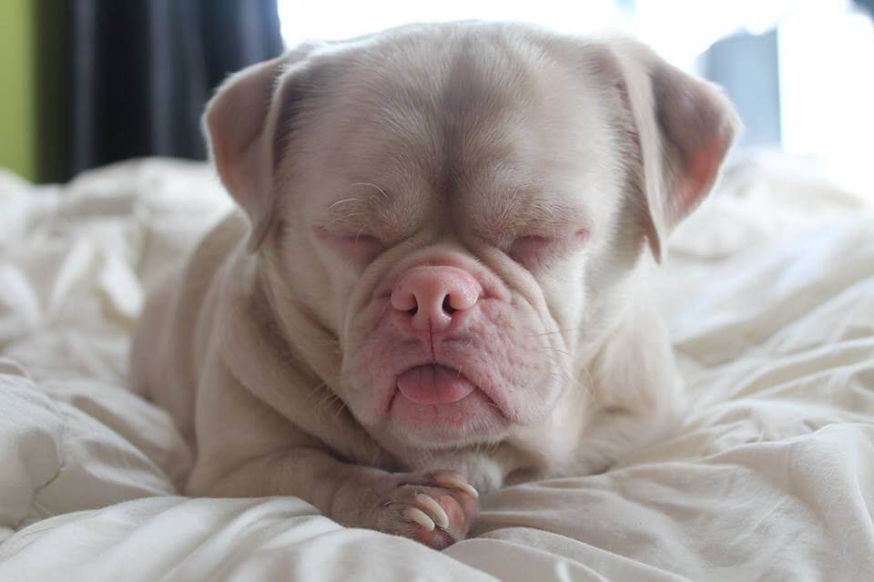 uyuyan sevimli köpek