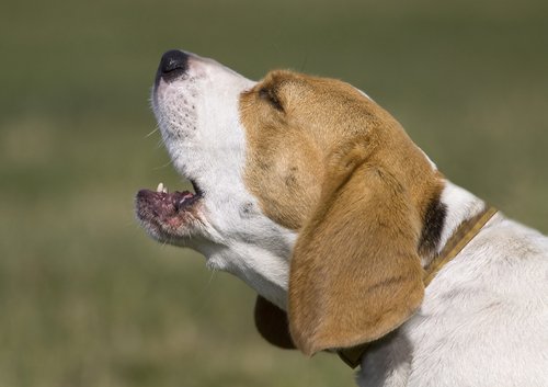 havlayan köpek