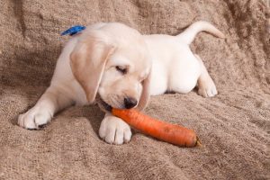 Köpekler Vejetaryen Olabilir Mi?