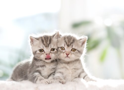 iki yavru kedi