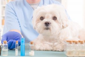 Köpek Yardım Çantasının Vazgeçilmezi 5 Doğal Yağ