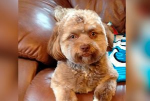 İnsan Suratlı Köpek Yogi ile Tanışın