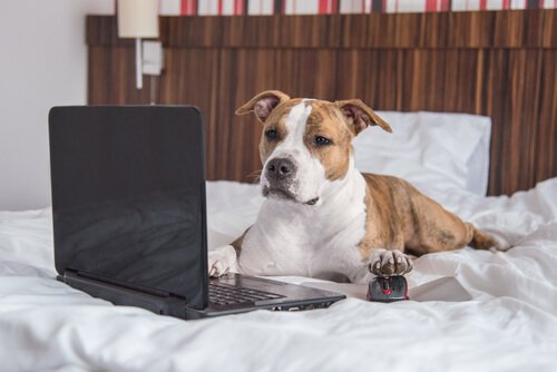 bilgisayar kullanan köpek