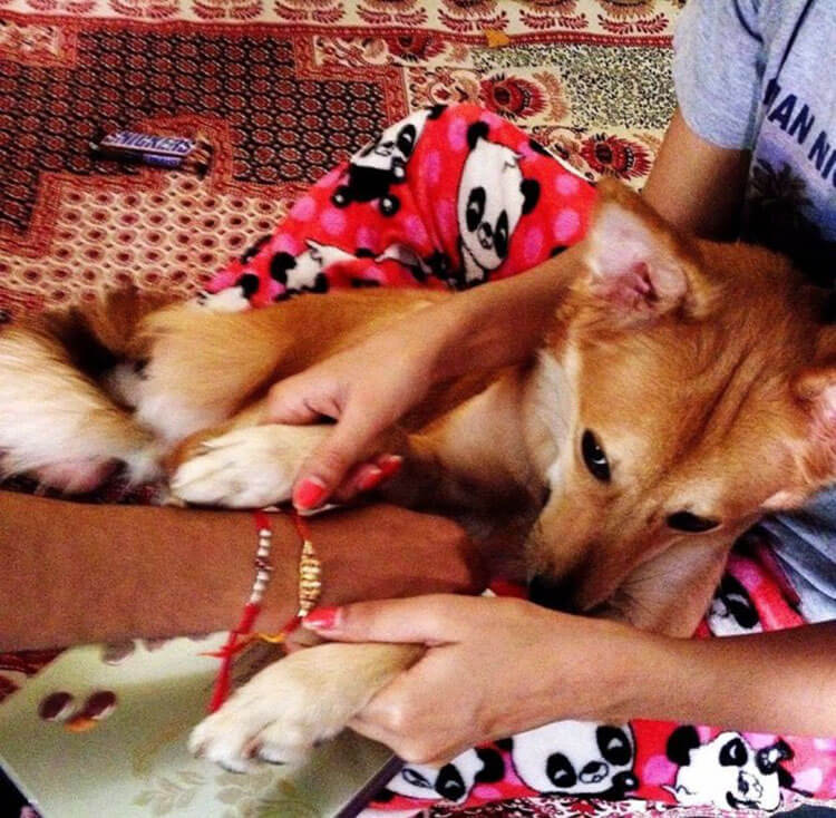 köpeğinden ayrılmayan kız