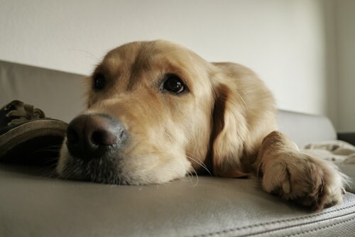 Evde Beslenen Köpeklerin İhtiyaçları Benim hayvanlarim