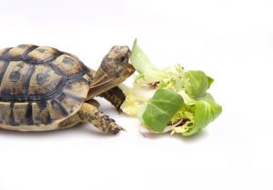 Bir Kaplumbağa Nasıl Beslenir?