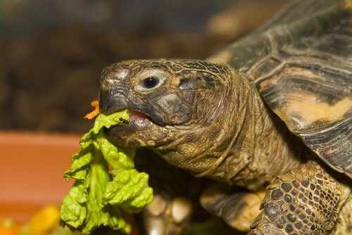 marul yiyen kaplumbağa