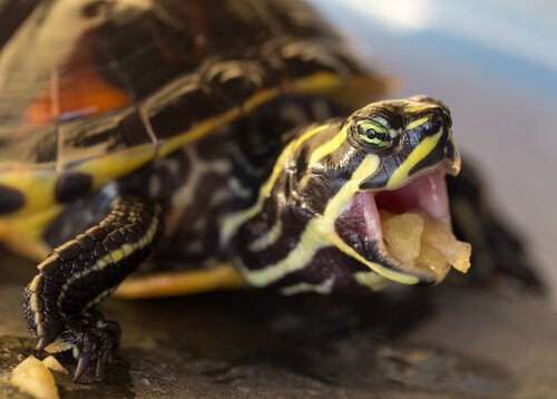 kaplumbağa nasıl beslenir