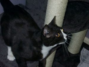 Moon Unit: Londra'da Kaybolan ve 8 Yıl Sonra Paris'de Görülen Kedi