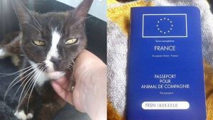 evcil hayvan pasaportu