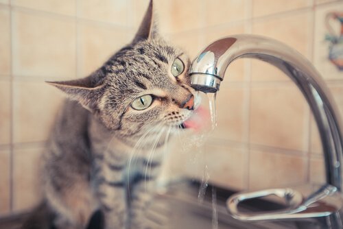 banyoda kedi