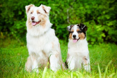köpeklerde sosyalleşme