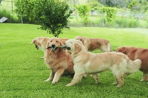 Köpekler Neden Birbirlerini Koklarlar