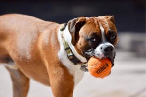 Köpeğinize Yeni Oyuncak: Kong