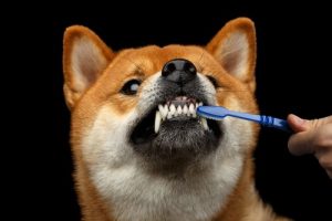 Köpeğiniz Dişlerinin Fırçalanmasına İzin Vermiyorsa