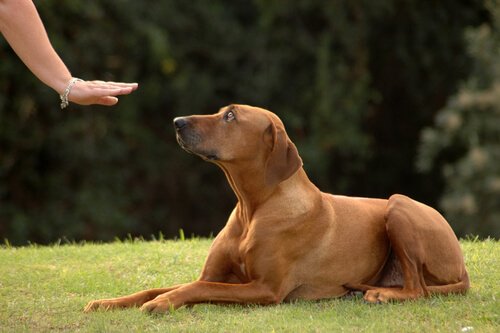 Köpeğinizi Çağırdığınızda Gelmesini Sağlamak İçin Yöntemler