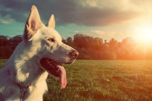 Köpeğinizin Ömrünü Kısaltabilecek Şeyler
