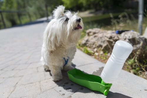 köpek ve oyuncağı
