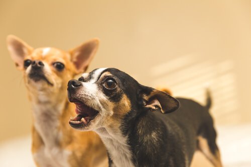 havlayan iki köpek