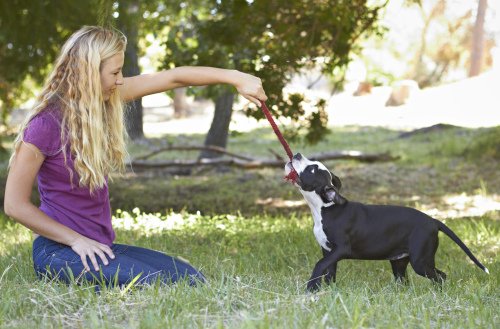 sahibiyle oynayan köpek
