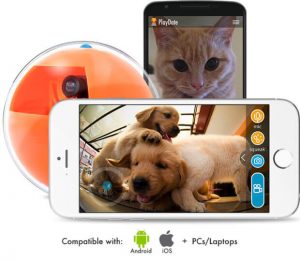 Mobil aplikasyon köpek izleme