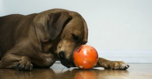 Playdate: Yeni Popüler Köpek Oyuncağı