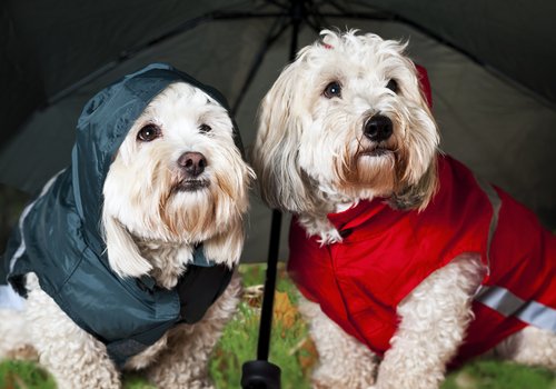 yağmurluk giymiş iki köpek
