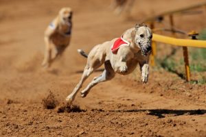 Arjantin'de Köpek Yarışları Yasaklandı