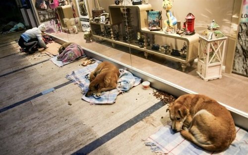 İstanbul'da Bulunan Bir Alışveriş Merkezi Sokak Köpeklerine Kapılarını Açtı