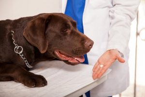 Köpeklerde Parazit Temizliği Yöntemleri