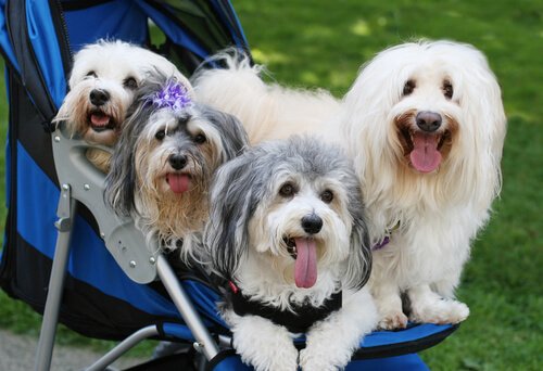 Köpekleri İnsanlaştırmanın 3 Tehlikesi