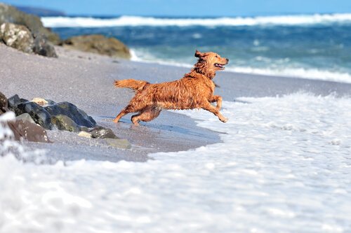 denize koşan köpek