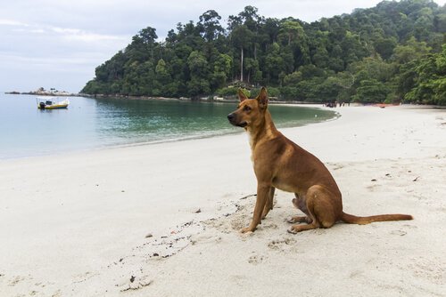 deniz kenarında köpek