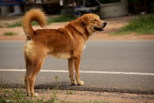 Bir Köpeğe Caddede Karşıdan Karşıya Geçmeyi Öğretmek
