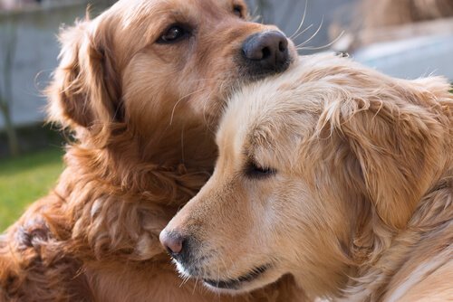 köpeklerin yaşı
