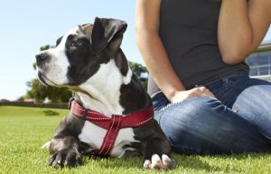 Köpekler Sağlığınıza ve Psikolojinize İyi Gelir
