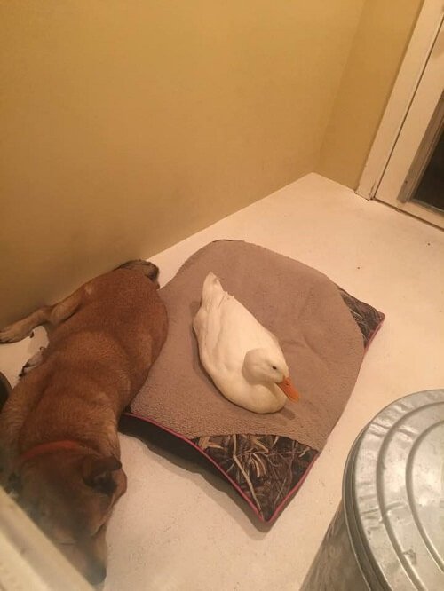 evde uyuyan köpekle ördek