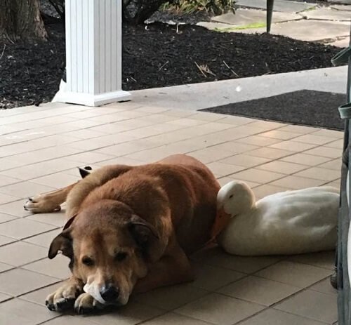 yan yana yatan köpek ve ördek