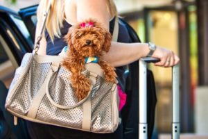 Köpeğinizle Seyahat İçin Harika Uygulamalar