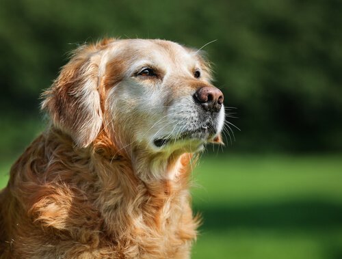 yaşlı köpek