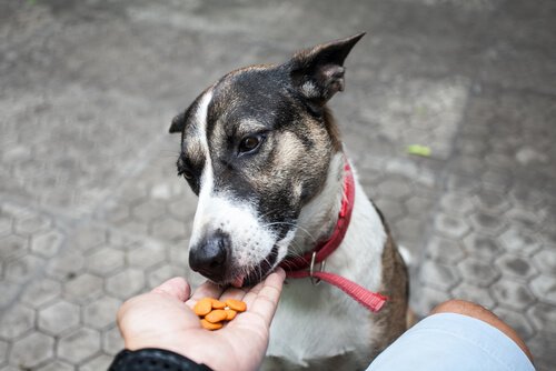 sahibinin elinden mama yiyen köpek